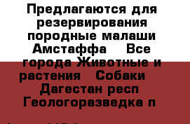 Предлагаются для резервирования породные малаши Амстаффа  - Все города Животные и растения » Собаки   . Дагестан респ.,Геологоразведка п.